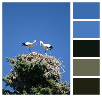 Treetop Storks Nest Enclosure Image